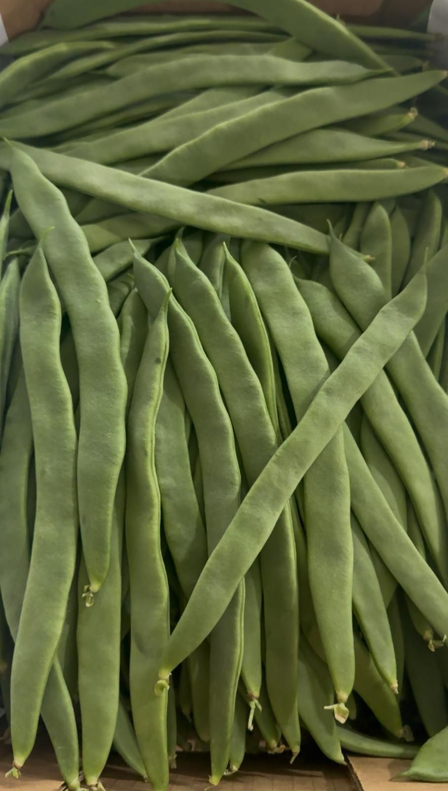 Haricots Verts